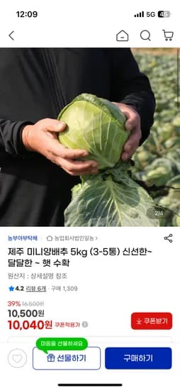 제주 미니양배추 5kg 3~5통