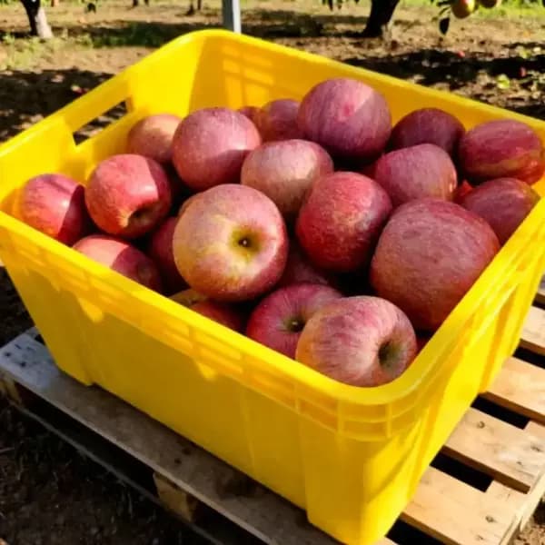 부사사과 2kg 14과 내외