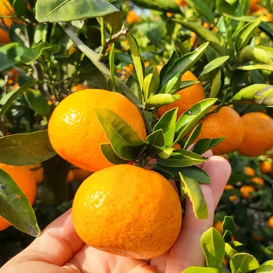 제주 노지 감귤 중대과 5kg