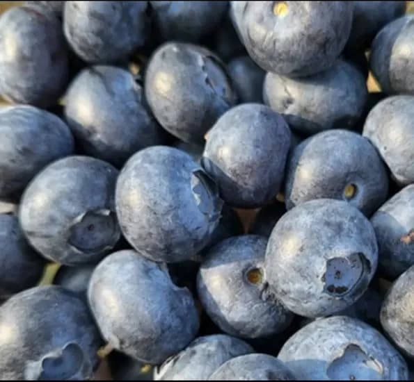 생 블루베리 125g 6팩