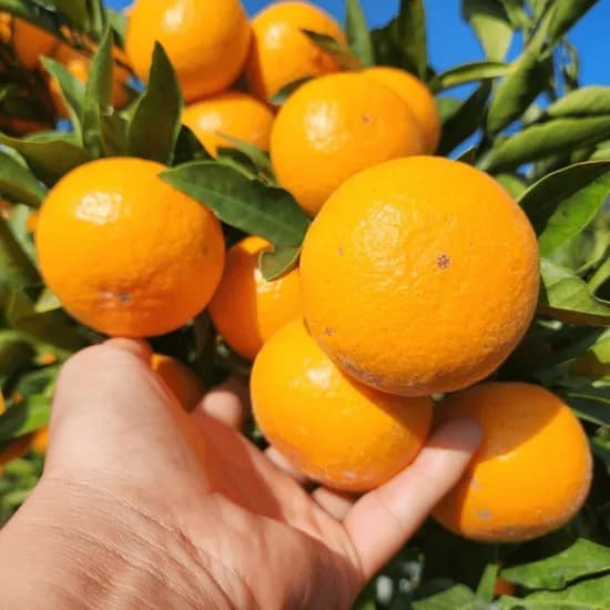 타이벡 감귤 4.5kg M-L