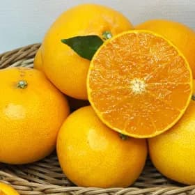 제주 천혜향 가정용 5kg 중과