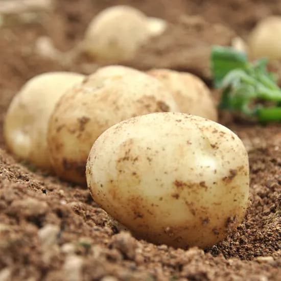 국내산 수미 흙감자 중대 사이즈 3kg