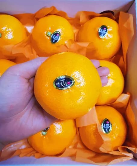 천혜향 특품 3kg