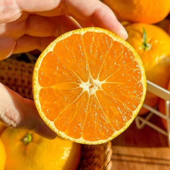 타이벡감귤 대과 10kg