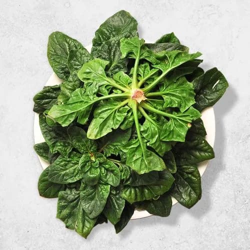 전남 비금도 시금치 섬초 1kg