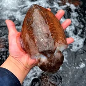 국내산 횟감 활 갑오징어 1키로 2-4미 내외 / 16,960원