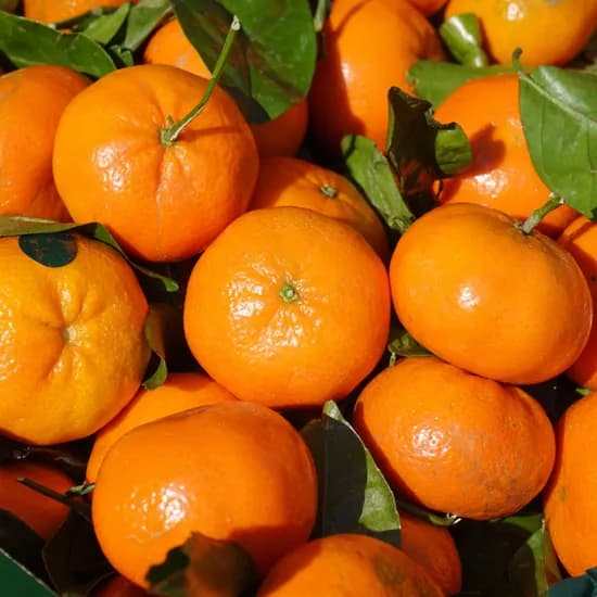 네이버/과일일과>제주 서귀포 레드향 5kg 29,900원 무배