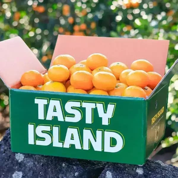 제주 노지감귤 4.5kg