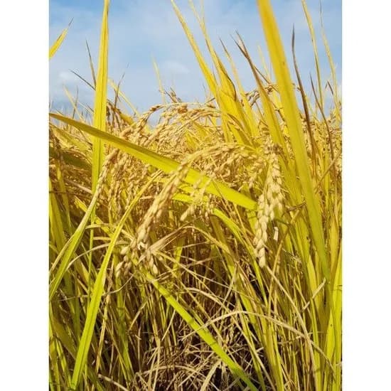 못골쌀 25년 햅쌀 백미 10kg