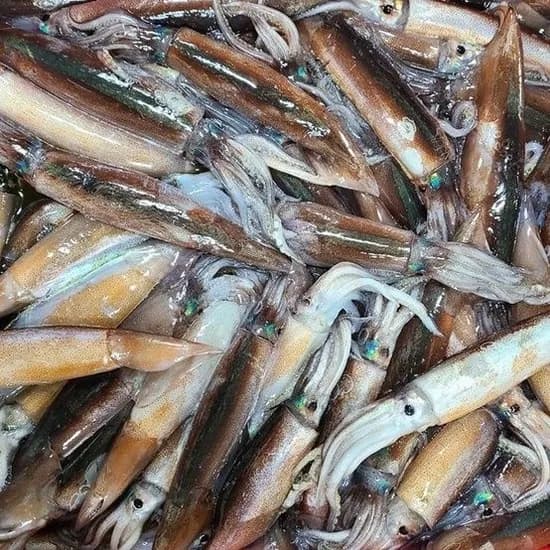 동해안 당일바리 급냉 통찜오징어 800~1kg 내외