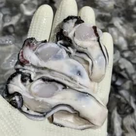 국내산 통영 생굴 깐굴 중대 1kg x 2팩