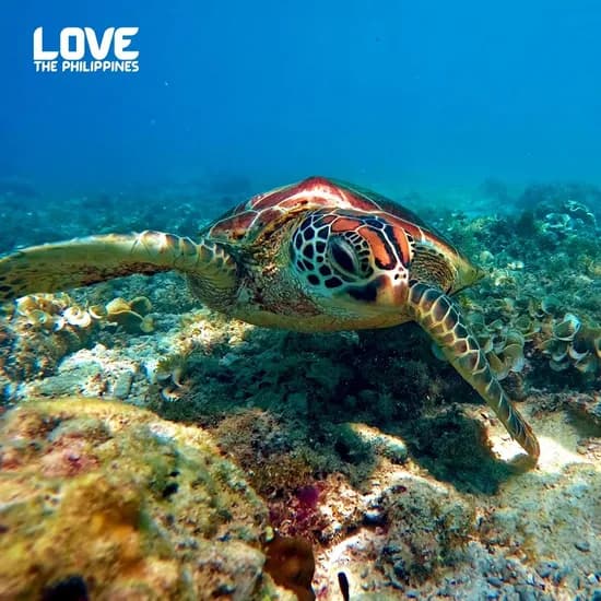 보홀 슬림패키지 4 5 6일