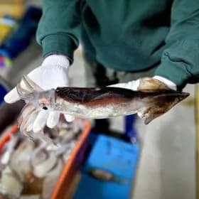 자연산 통오징어 350g 2미 2팩