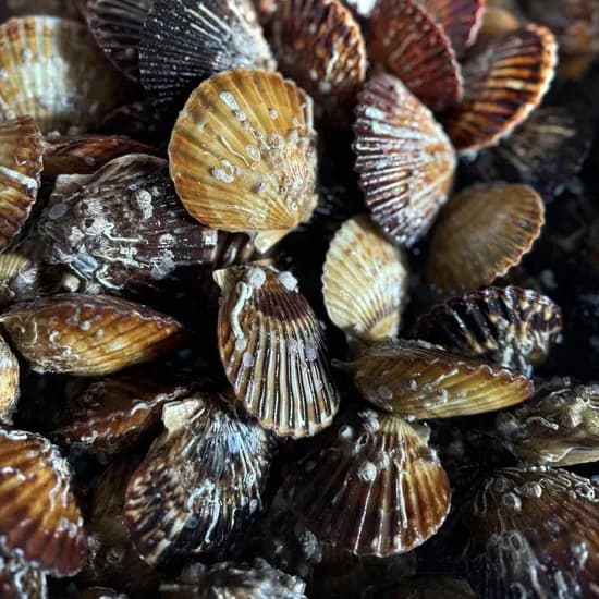 통영 흑백가리비 5kg