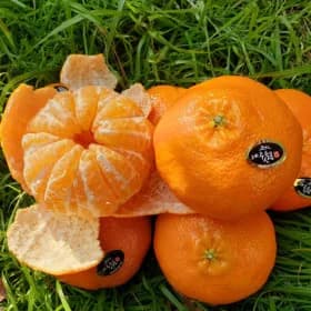 고당도 제주 레드향 3kg 특대 9-10과 24,900원