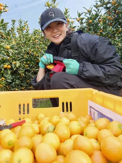 식탐 어멍미깡 금귤