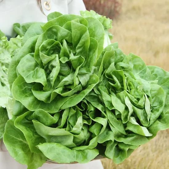 유럽채소 모듬 1kg 6종