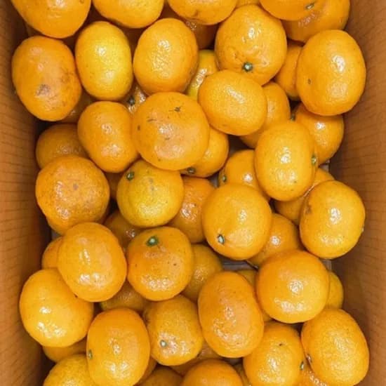 아달달농산 제주 감귤 2kg 5kg 10kg