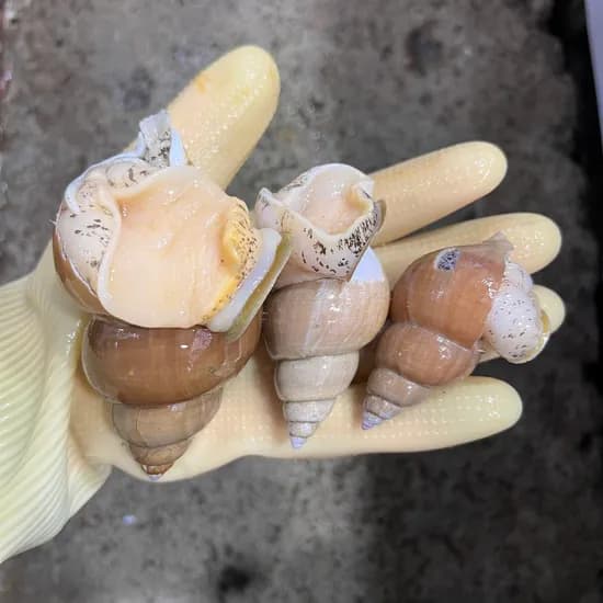 지니수산 포항 구룡포 백골뱅이 1kg 20,960원