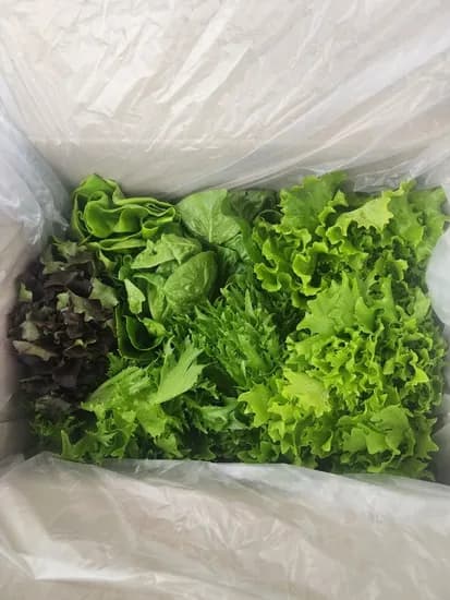 샐러드 채소 버터헤드 로메인 1kg