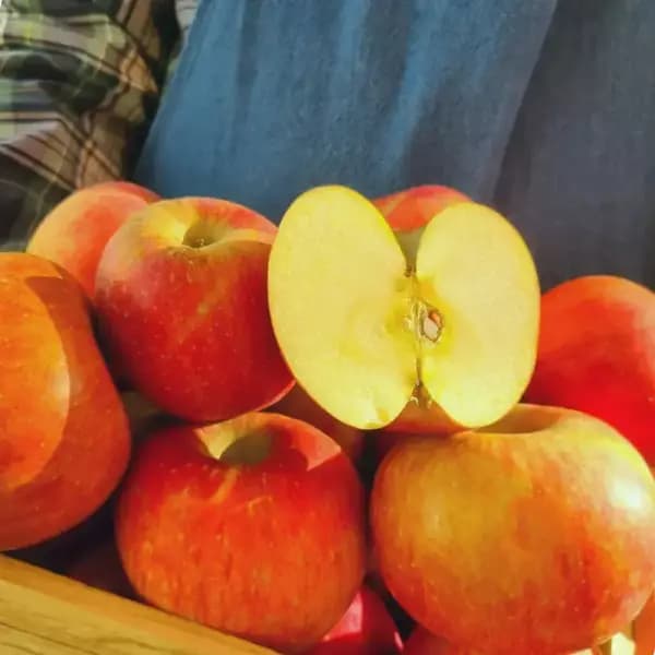 햇 부사 사과 가정용 3kg 소과 19~21과