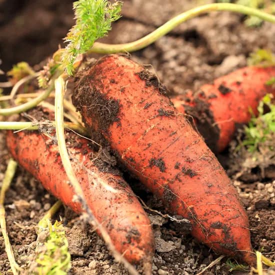 제주 구좌당근 왕 5kg 1박스