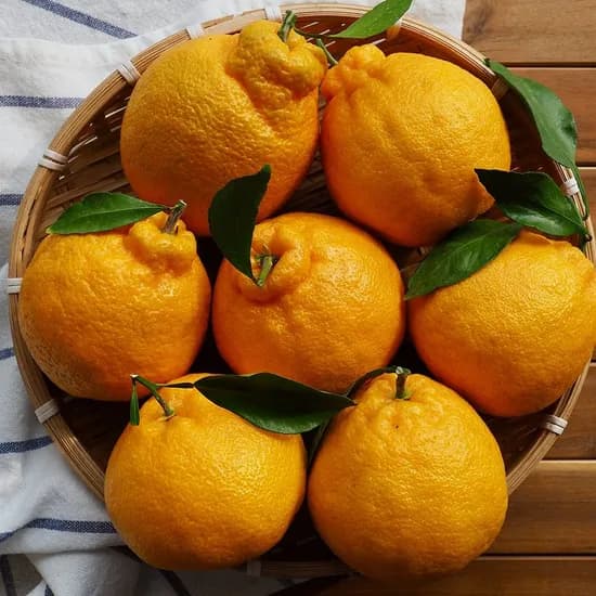 하우스 제주 한라봉 로얄과 4.5kg