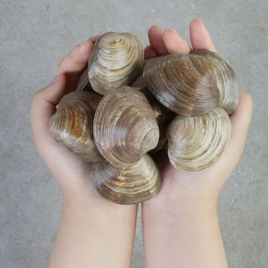 비비수 백합 조개 2kg 홍가리비 2kg