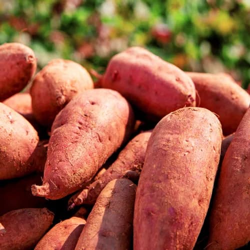 해남 베니하루카 꿀고구마 5kg 특상