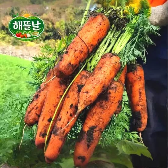 제주 햇 흙 생당근