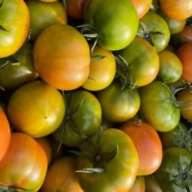 대저 짭짤이 토마토