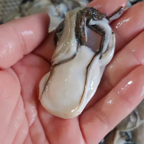 통영 최상급 신선한 생굴 2kg 14,990원