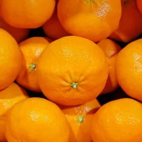 산지직송 제주 고당도 레드향 2kg 가정용 혼합과 /12,510원