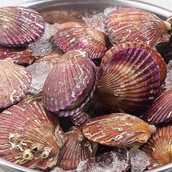 당일조업 통영 홍가리비 핫딜 5kg(kg당 20미내외) 9,940원 무배