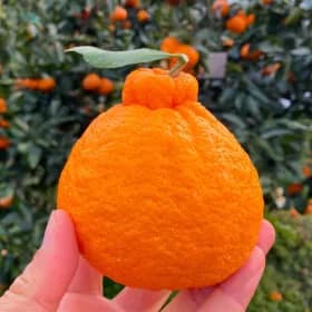 제주 하우스 한라봉 5kg 중소과20,560원 무배