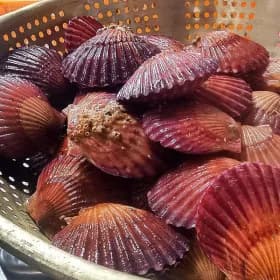 통영 세척 홍가리비 5kg 12,920원 무료배송