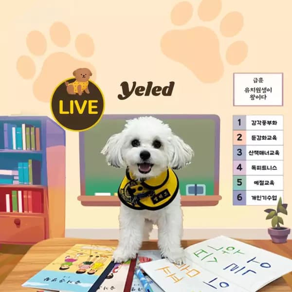 옐레드 애견 유치원 1회권 신카 8910원