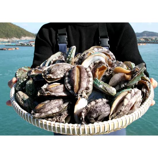 프리미엄 활전복 5-6미 1kg 22,680원
