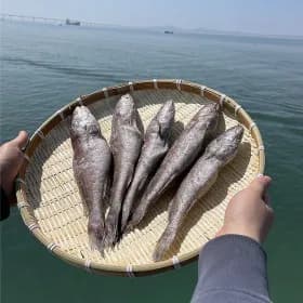 민어 굴비 10미 중 사이즈 1kg내외 11,270원 무배