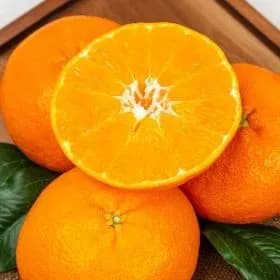 20%중복 쿠폰 받으세요! 제주 고당도 레드향 로얄과 1.5kg 무배 9,900원 초핫딜