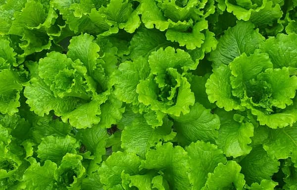 로메인 청상추 1kg