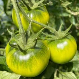 맛난이 대저 토마토 1kg + 1kg + 500g 증정 총 2.5kg