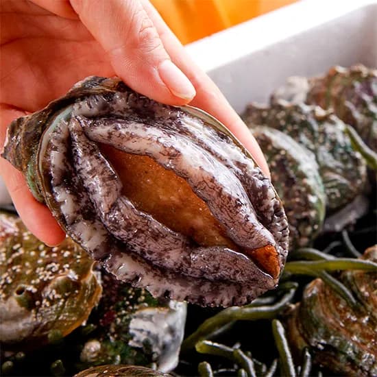 완도 직송 활전복 1kg 산소포장 4-6미