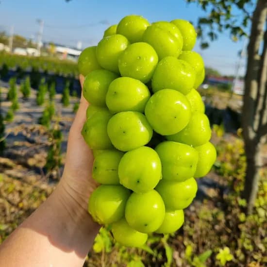 고당도 샤인머스켓 선물세트