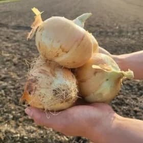 국내산 햇 양파 중대 특상혼합 5kg 7280원 무배