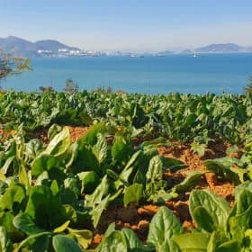 남해 보물초 시금치 2kg 9,540원