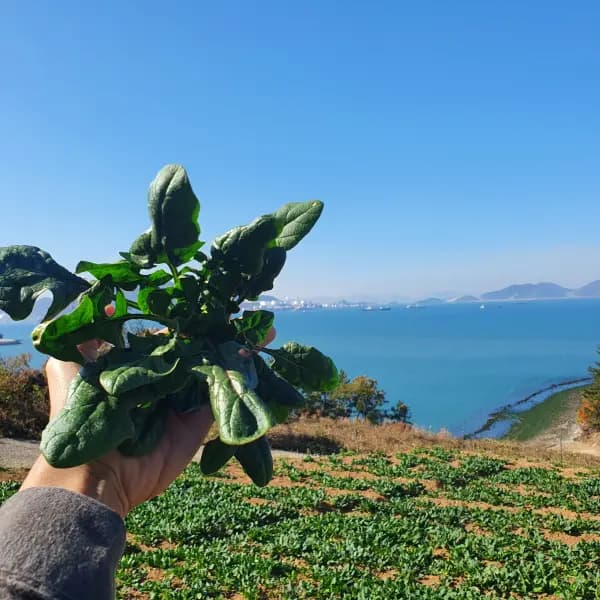 남해 보물초 A급 시금치 1kg 7,490원 무배