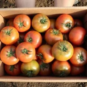 국내산 완숙 찰 토마토 중소과 2kg