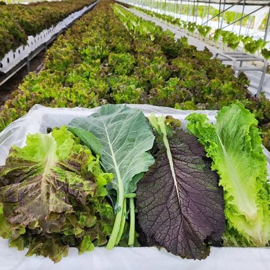 국내 모듬 쌈 채소 샐러드 13종 1kg